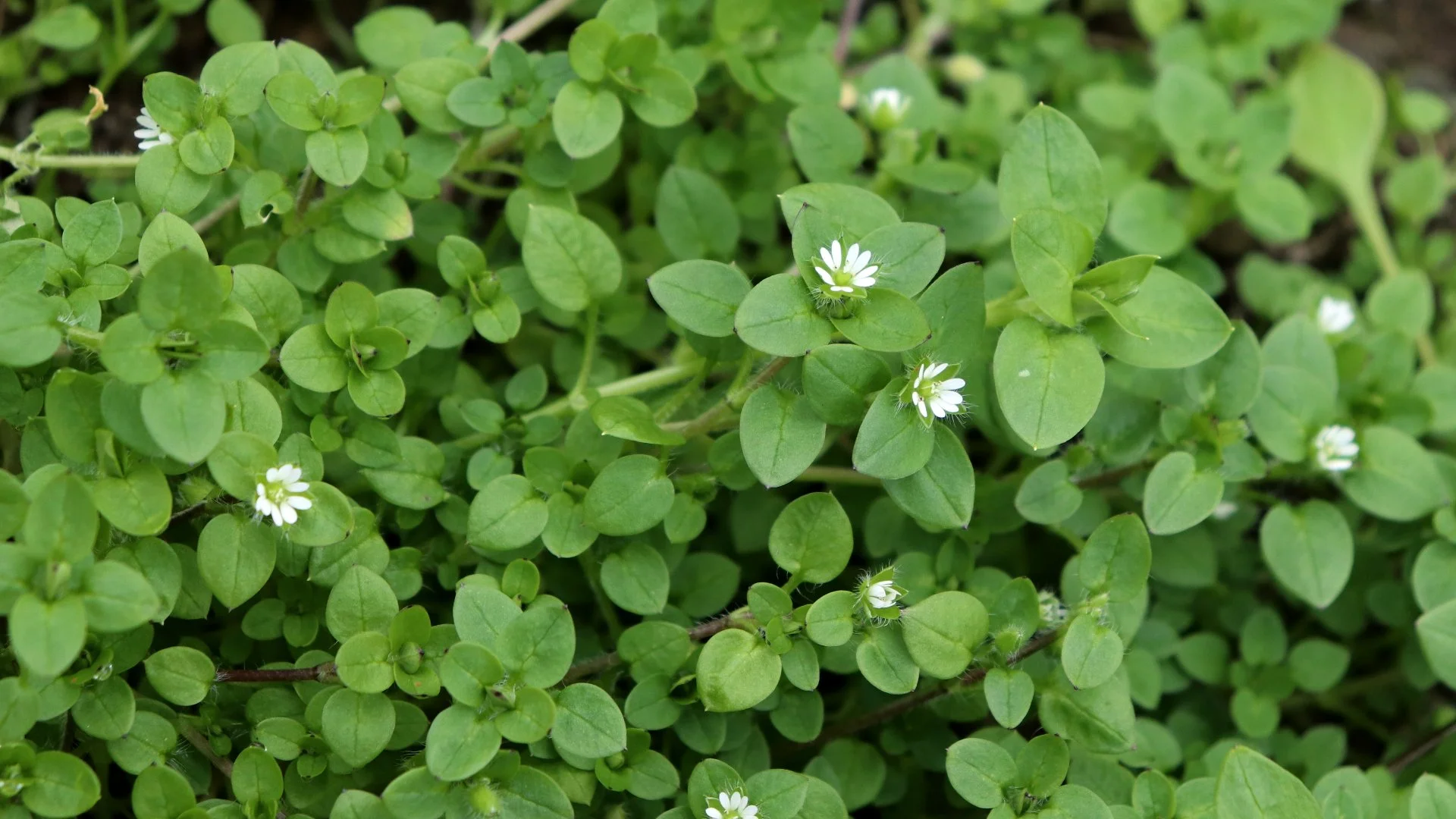 Spring Weed Control Treatments Will Set Your Lawn up for Success