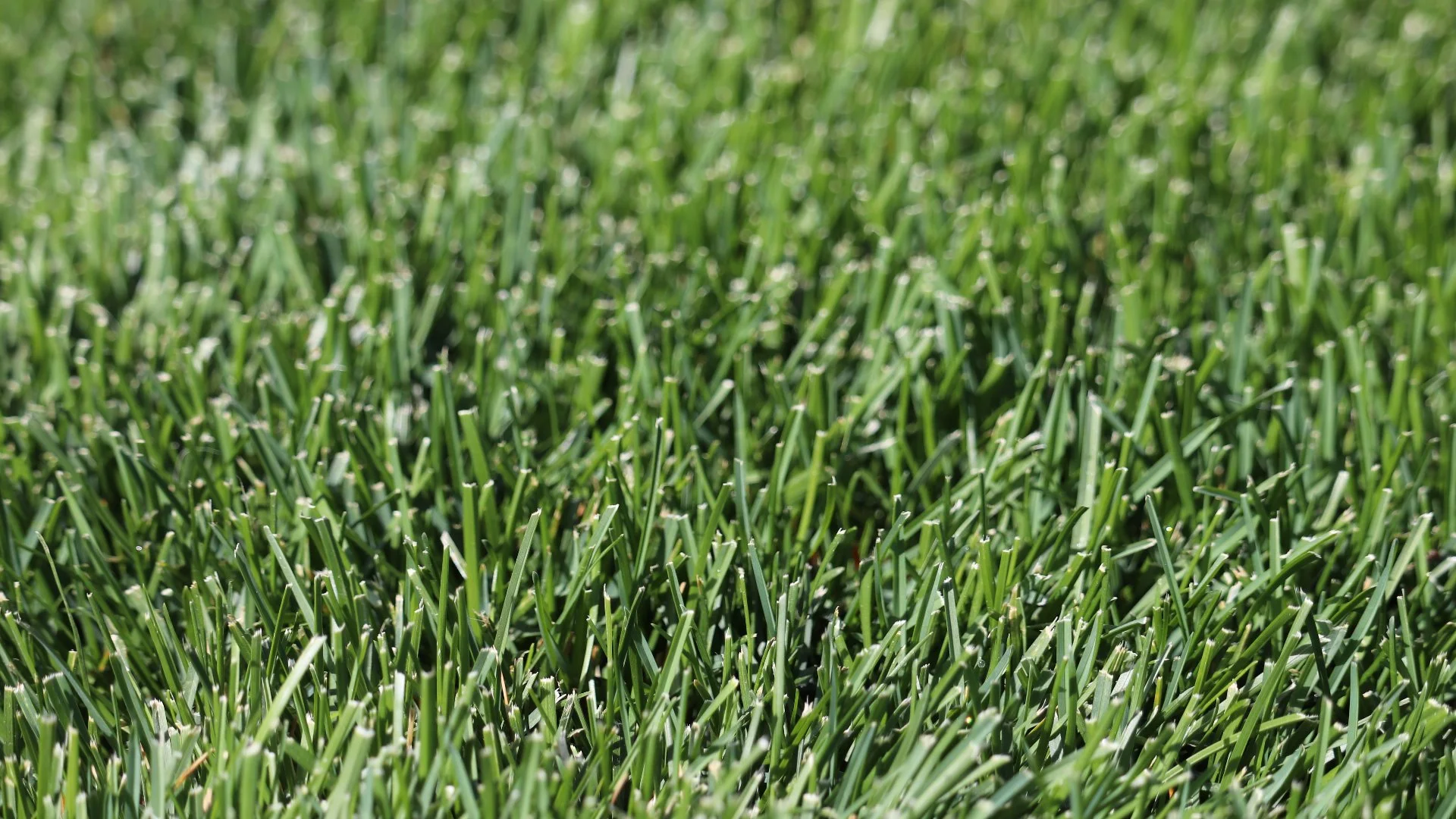 Close up of irrigation sprinkler head spraying water.