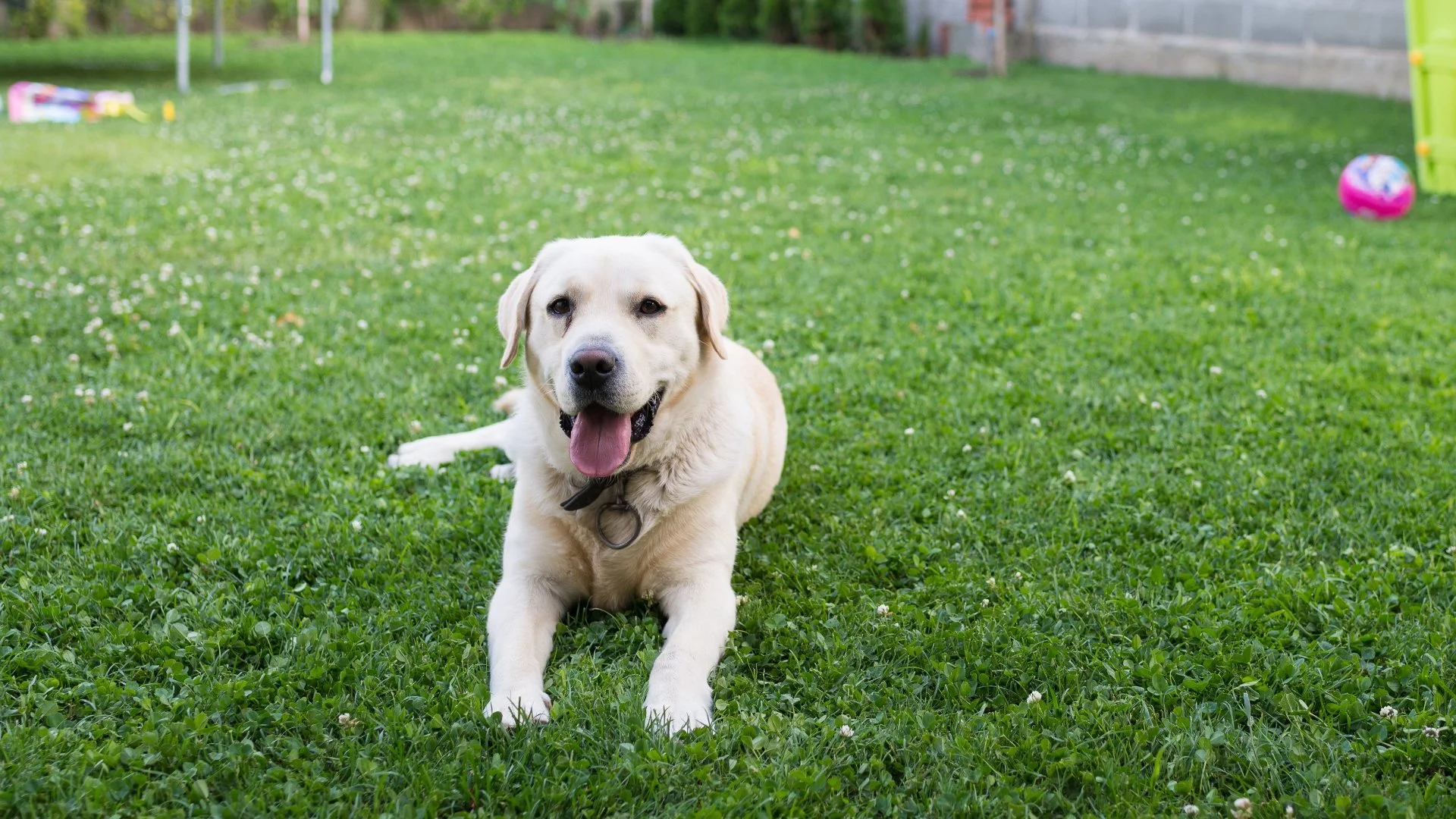 Keep Your Pets Safe During a Fertilizer Application