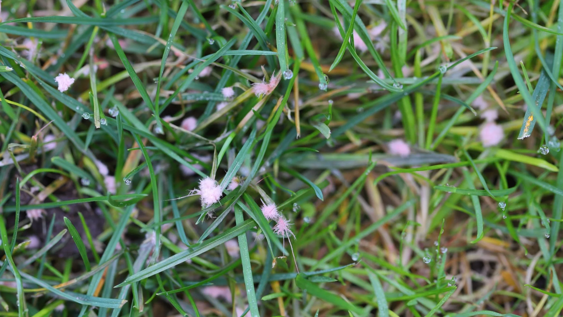 Is Your Grass Starting to Turn Pink? It Could Be Red Thread!