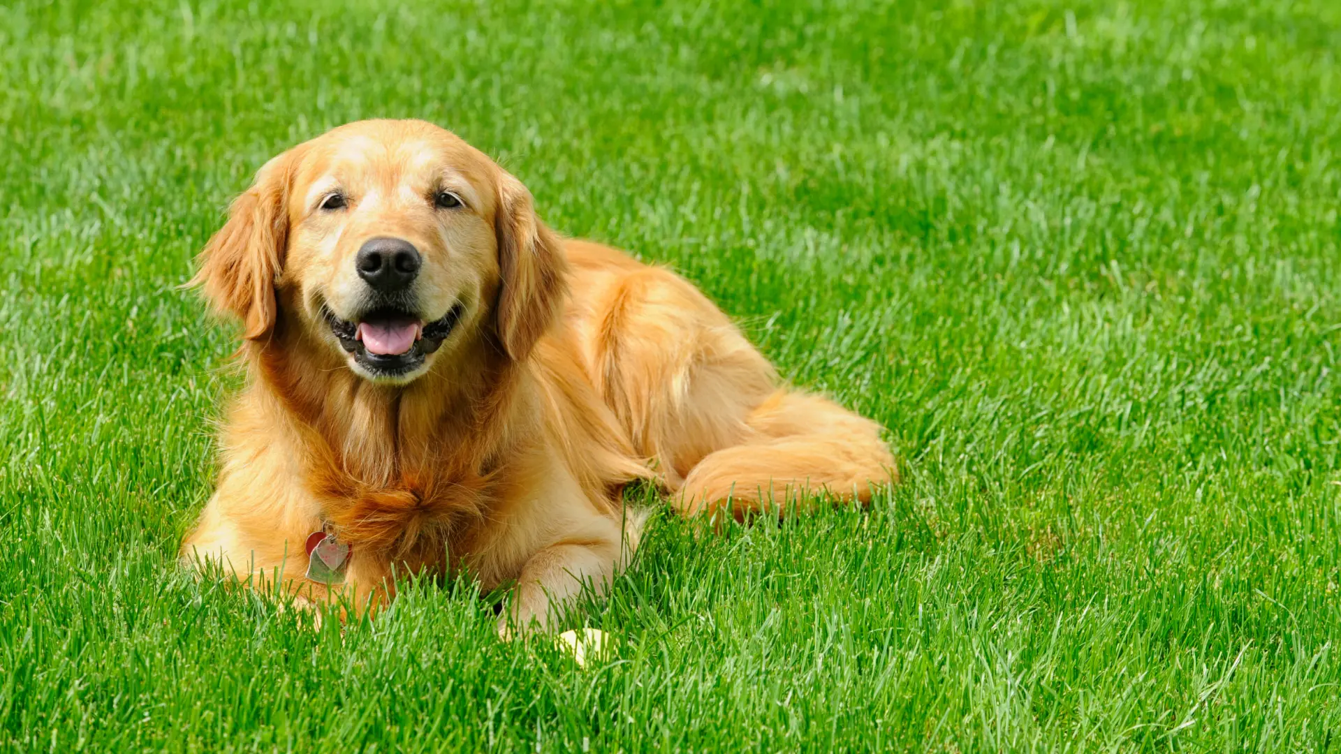 Golden retriever dog laying in grass.