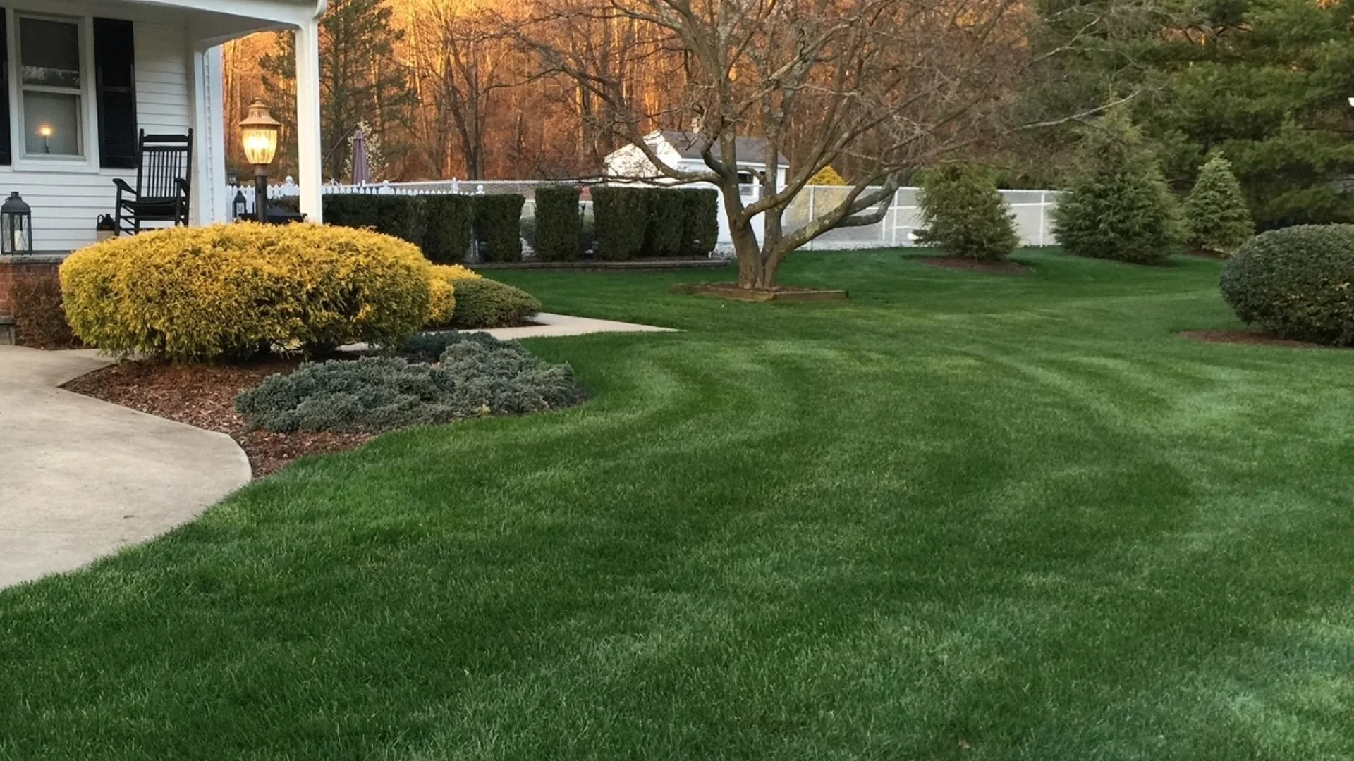 Green lawn near walkway shrubs and trees.