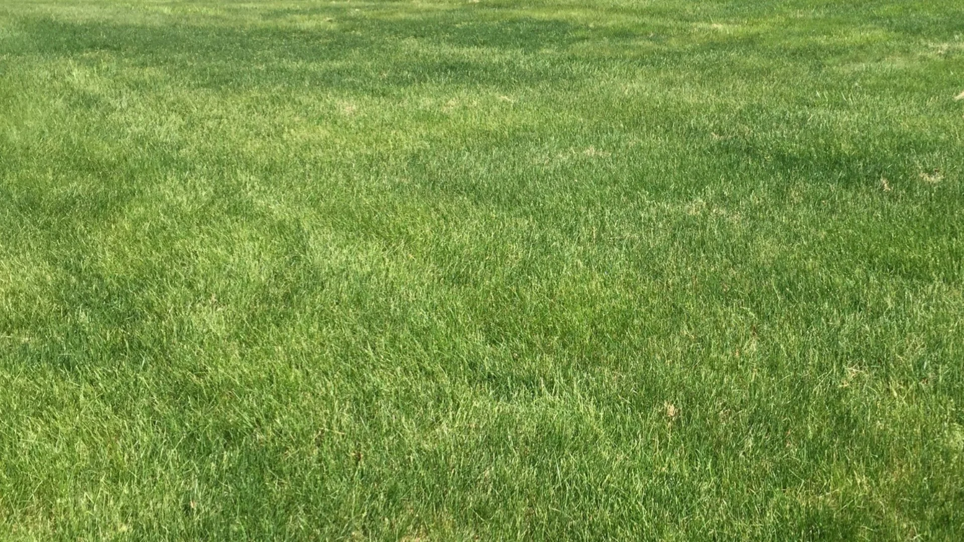 Close up of irrigation sprinkler head spraying water.