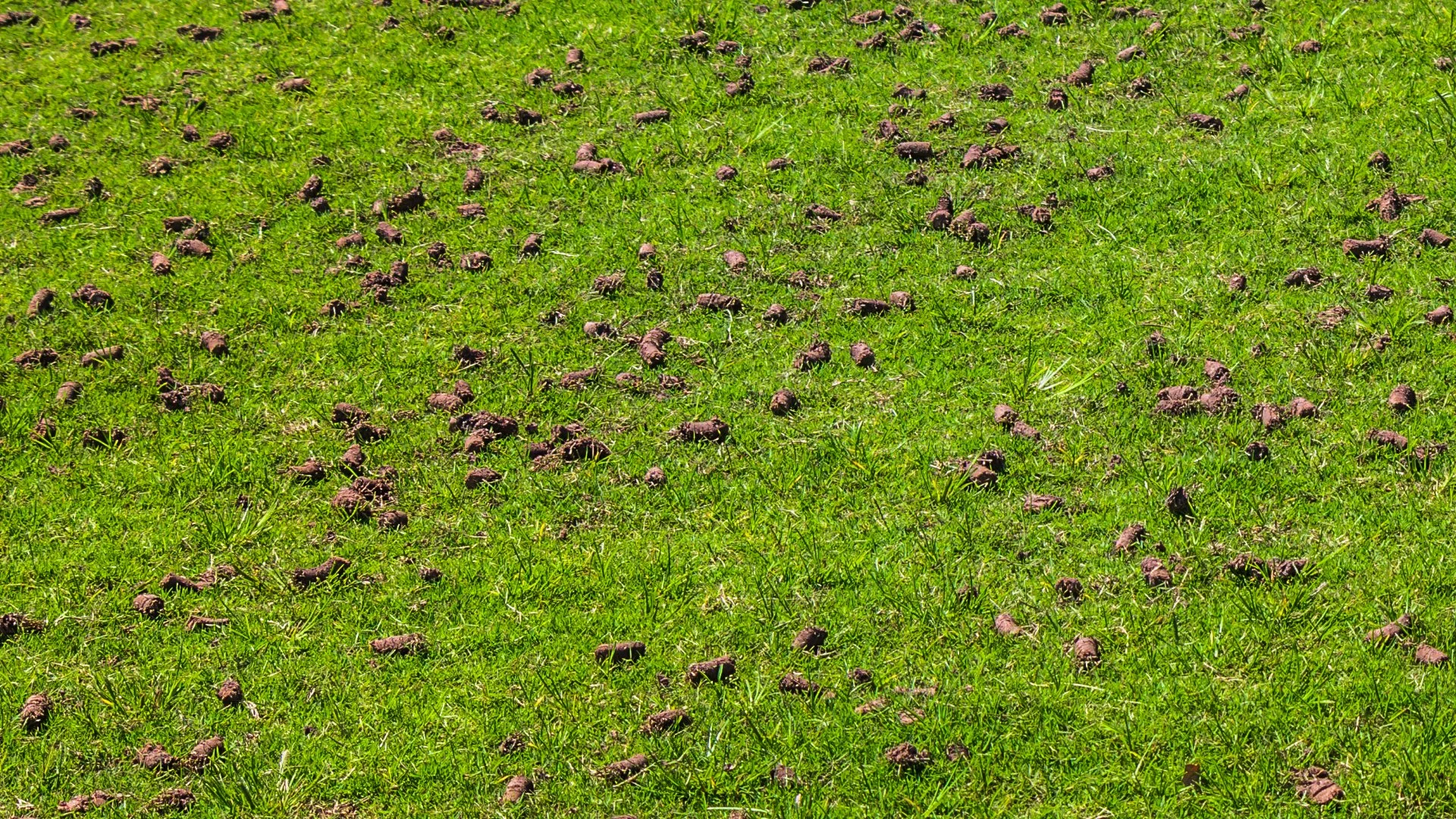 Lawn with soil plugs after aeration.