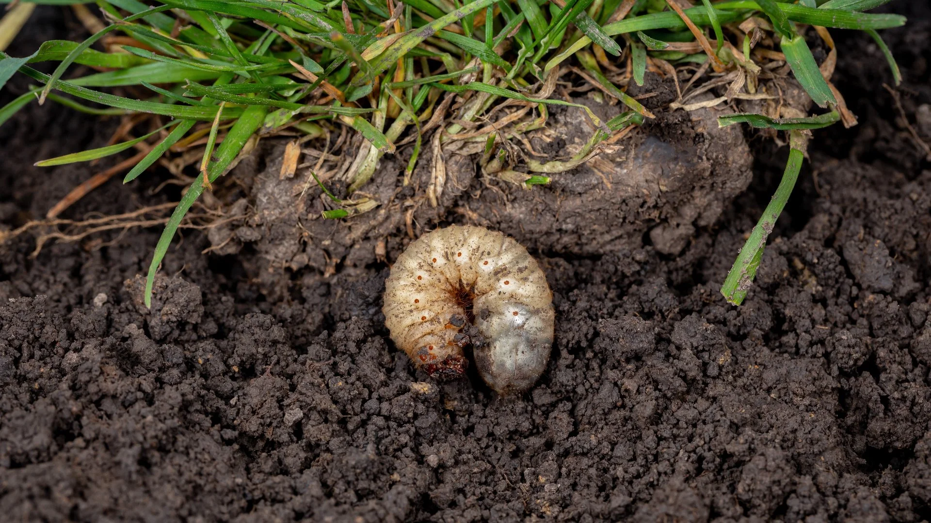 Don’t Risk a Grub Infestation - Schedule a Preventative Treatment!