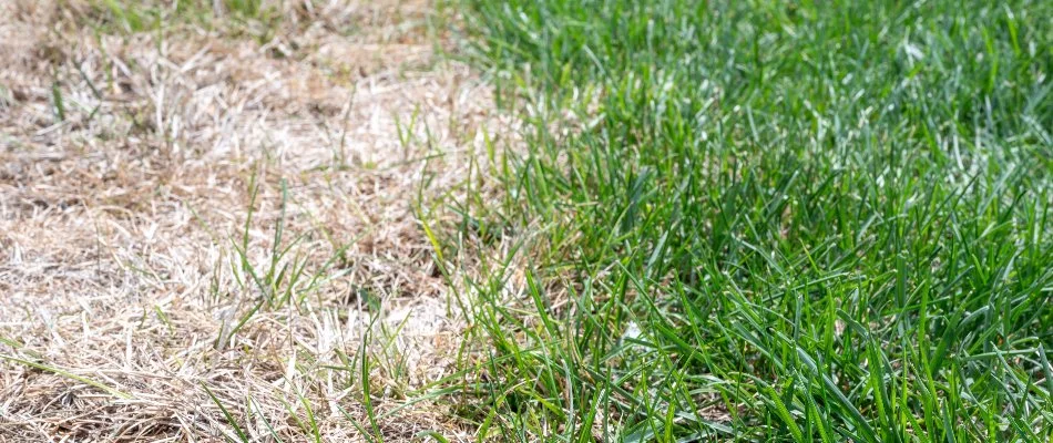 Bleached grass next to green grass in Wayne, NJ.