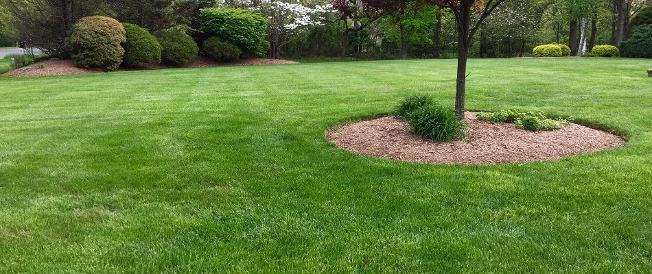 Circular mulch bed on a green lawn in Wayne, NJ.