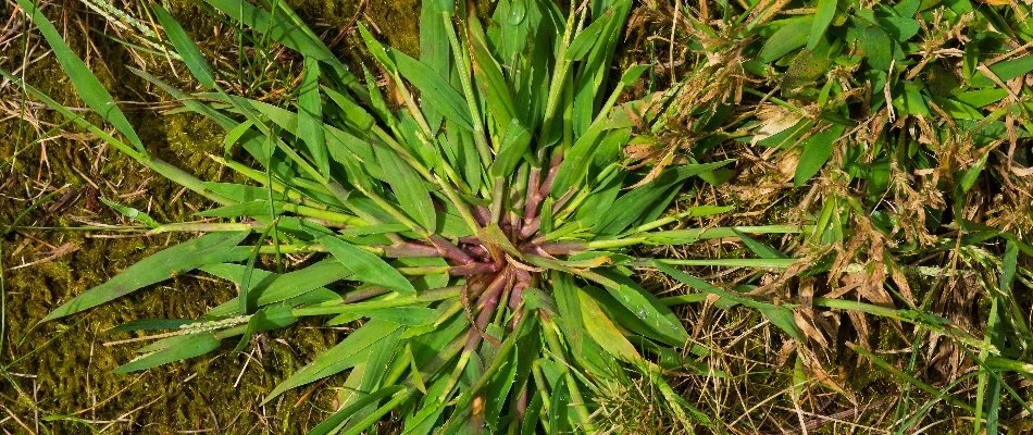 Crabgrass weed on a lawn in Wayne, NJ.