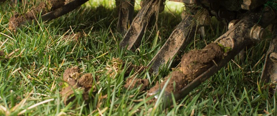 Aerator tines with soil from a lawn in Wayne, NJ.