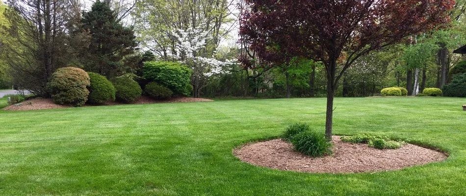 Beautiful lawn with various plants and trees in Wayne, NJ.