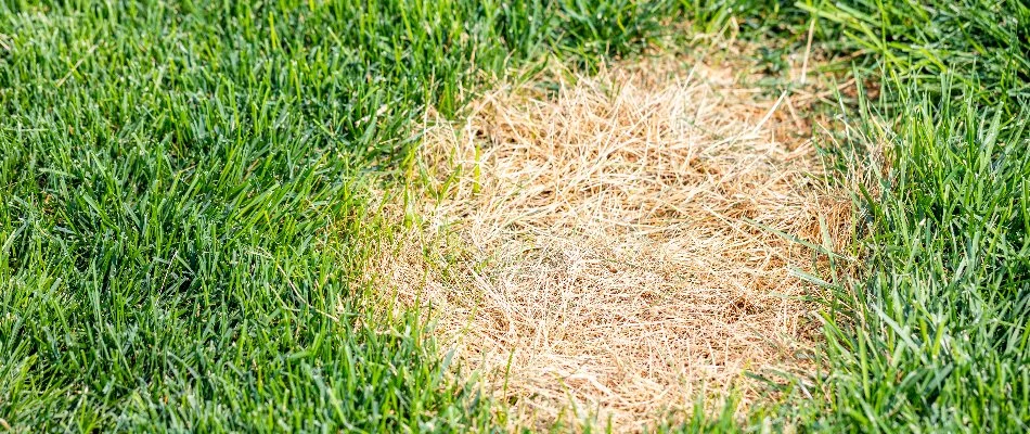 Bleached spot of grass in Parsippany, NJ, from a disease.