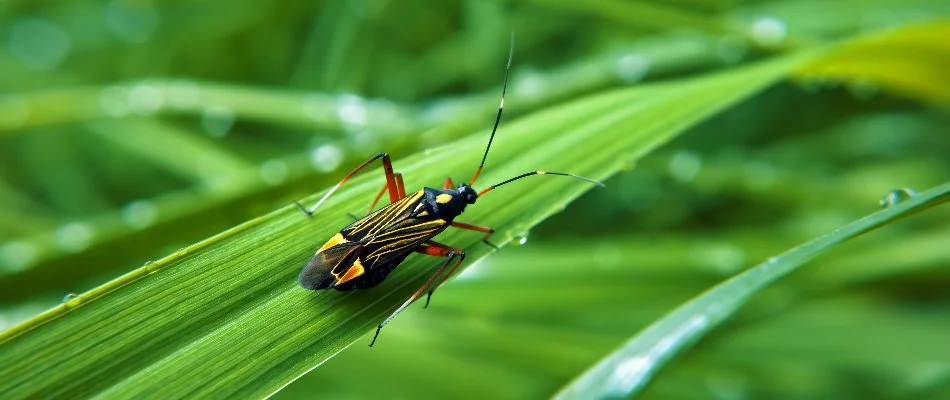 A chinch bug on a blade of grass in Wayne, NJ.