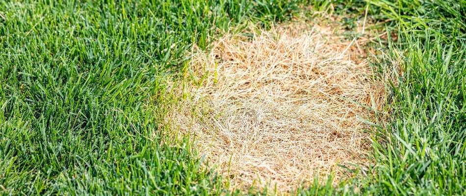 A circular brown patch surrounded by green grass from a disease in Wayne, NJ.