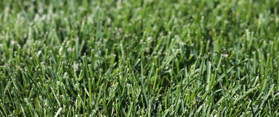 Close up of dark, green grass blades in Phillipsburg, NJ.