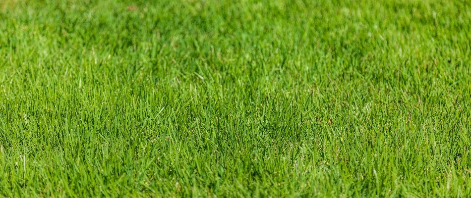 Close view of vibrant, green grass blades in Parsippany, NJ.
