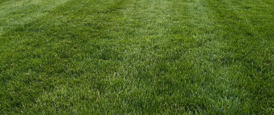 Closeup of green grass in West Orange, NJ.