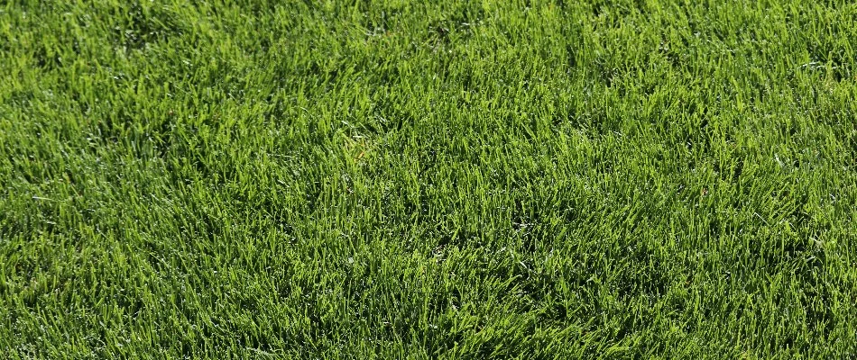 Closeup of lush, green grass in Fort Lee, NJ.