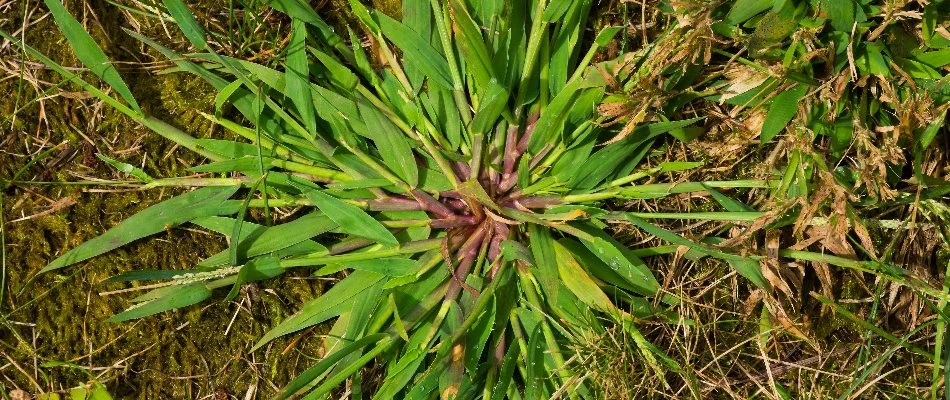 Lawn in Wayne, NJ, with crabgrass.