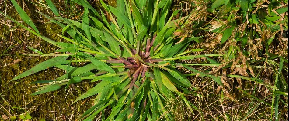 Crabgrass weed on a lawn in Wayne, NJ.