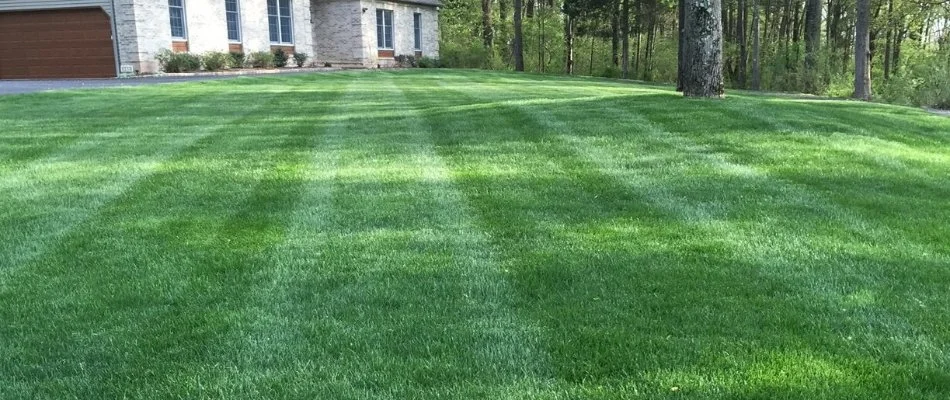 Dense lawn in Bernards, NJ, near a house.