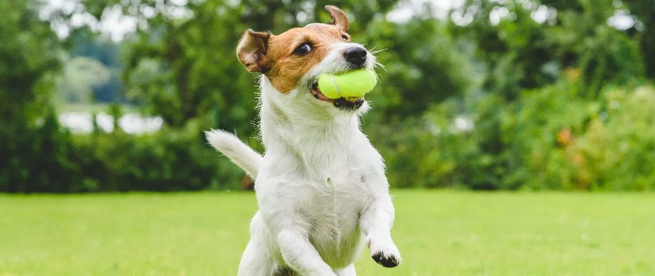 Dog jumping in the air holding a tennis ball on a property in Wayne, NJ.