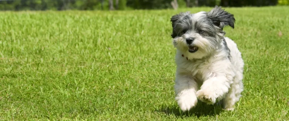 Dog running on green lawn after fertilization.