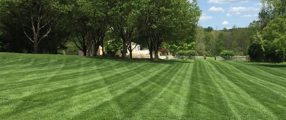 Fertilized green lawn in Bergenfield, NJ, and some trees.