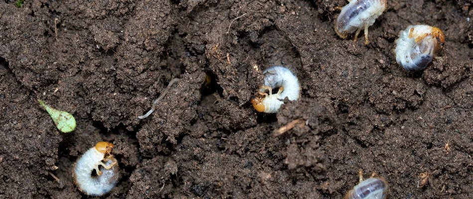 Five white grubs on soil in Parsippany, NJ.