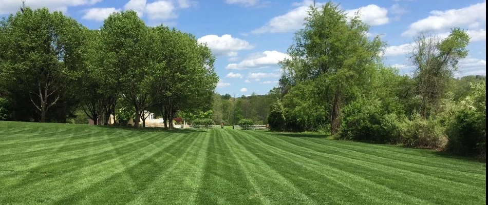 Healthy green lawn on a large property with trees in Wayne, NJ.