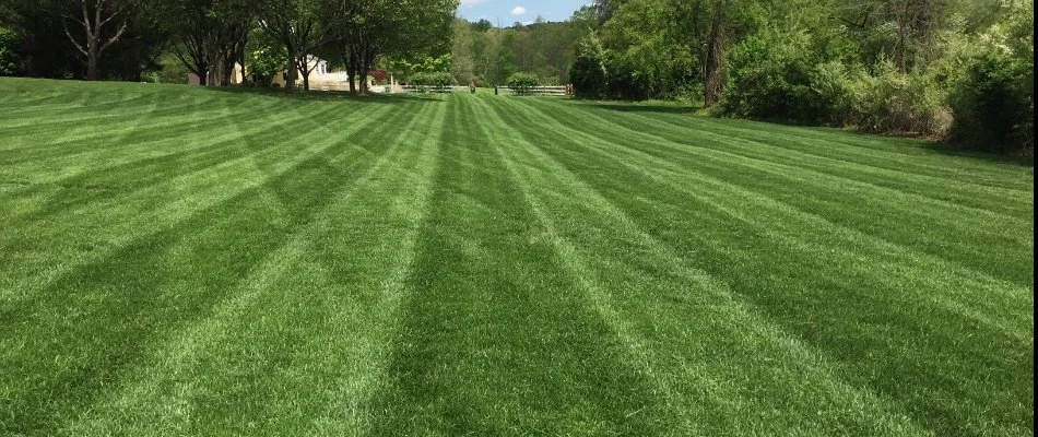 A large, green lawn in Passaic County, NJ, with trees in the back.