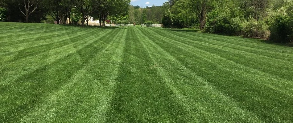 Large, green lawn in Bridgewater, NJ, with striping and trees.