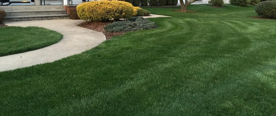 Lush grass along a walkway and landscape bed in Mount Olive, NJ.