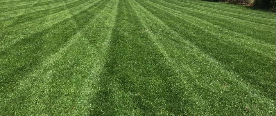 Lush, green grass in Lyndhurst, NJ, with patterns.