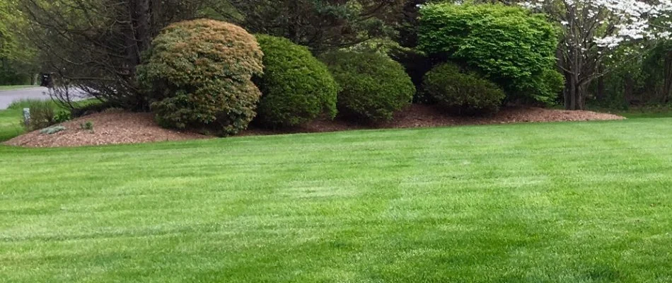 Lush lawn in Morristown, NJ, with neat green shrubs.