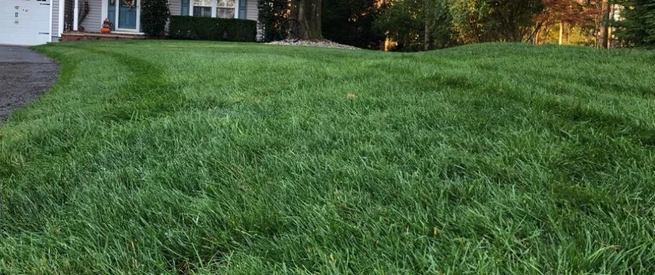 Lush, thick, green grass in a front yard.