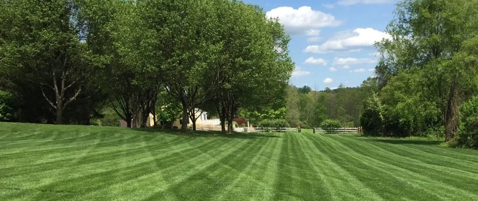 Lush trees in Morris County, NJ, on a green lawn with mowing patterns.