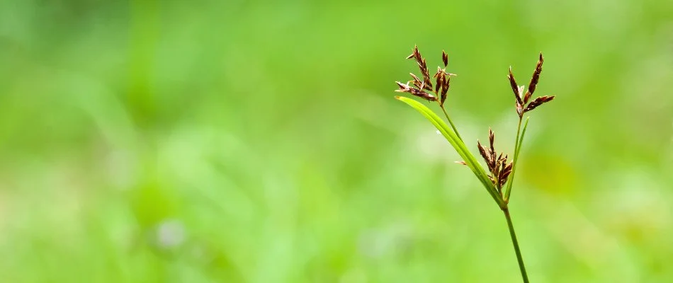 Leaves of a nutsedge weed in Wayne, NJ.