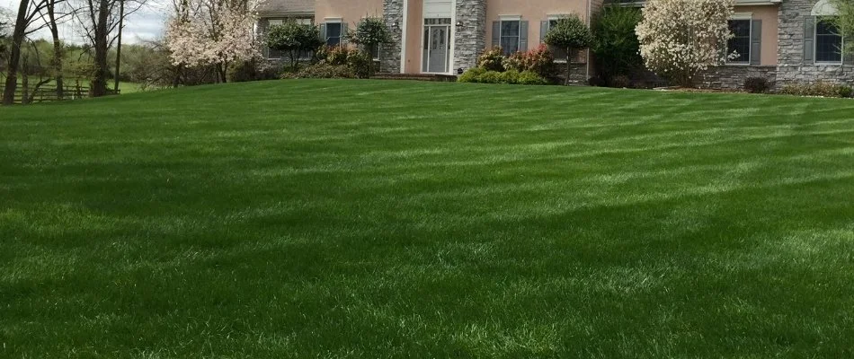 Plants near a green lawn in Paramus, NJ.
