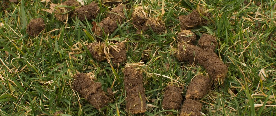 Plugs of soil on a lawn in Wayne, NJ, after core aeration.