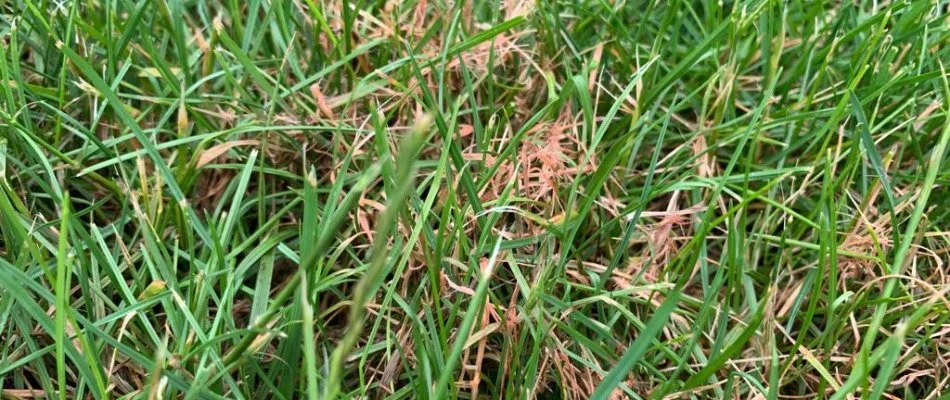 Grass blades in Wayne, NJ, with red thread disease.