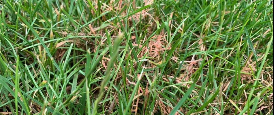 Red thread disease on a lawn in Wayne, NJ.