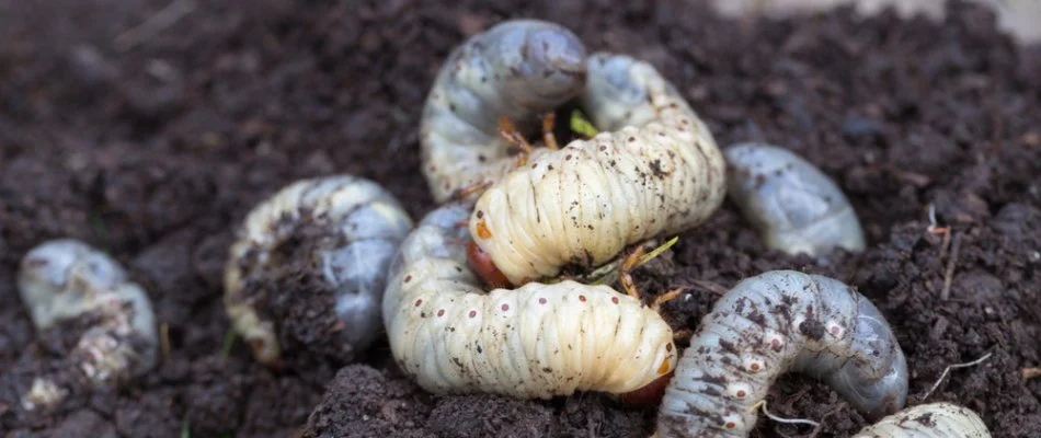 Several white grubs on the soil in Wayne, NJ.