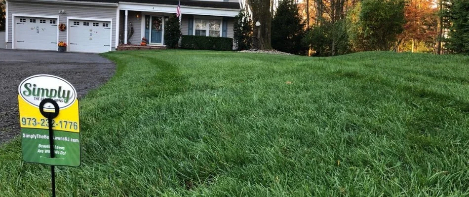 Thick green lawn on a residential property in Essex County, NJ.