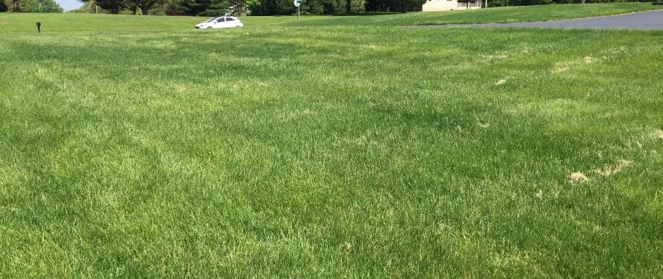 Thick green lawn in Hunterdon County, NJ, with a passing white car.