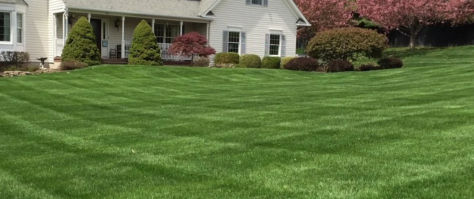 Thick lawn and lush shrubs in Mahwah, NJ.