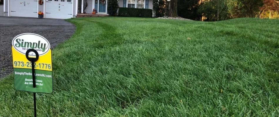Thick lawn in West Milford, NJ, by a driveway.