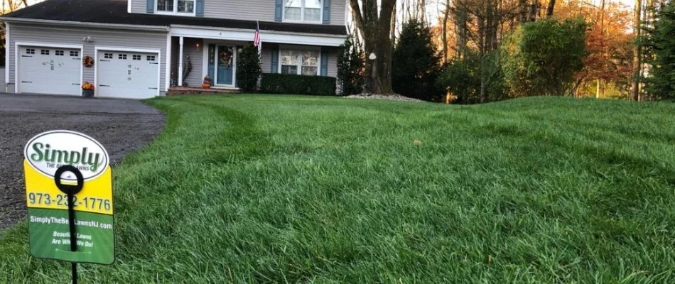Thick turf with a lawn sign in Wayne, NJ.