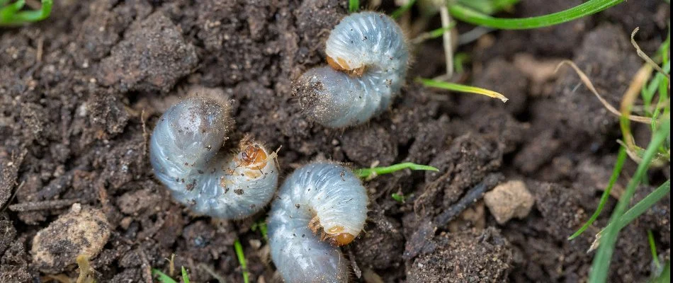 Three grubs in soil in Wayne, NJ.