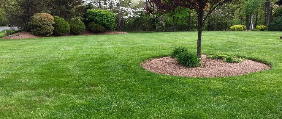 Tree and shrubs on a green lawn in Bergen County, NJ.