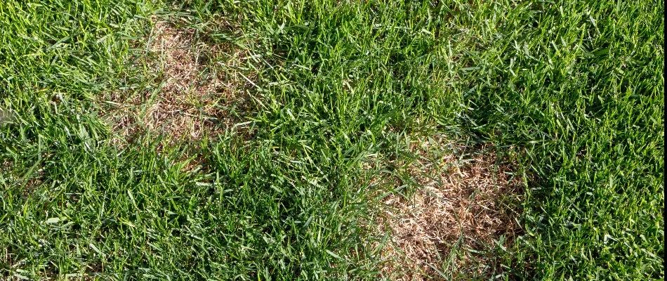 Two brown patches on a lawn in Wayne, NJ, from a disease.